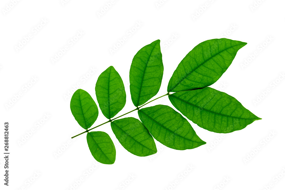 Fototapeta premium Wrightia religiosa Benth plant on white background
