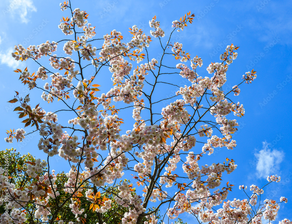 Cherry trees and flowers in Nara Park