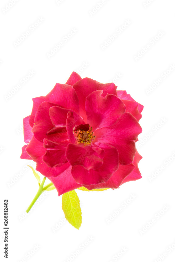 Close up red of Floribunda rose flower