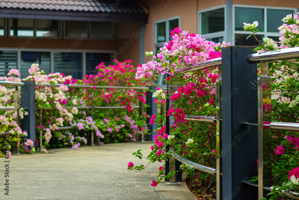 Obraz premium colorful blooming bougainvilleas in garden.