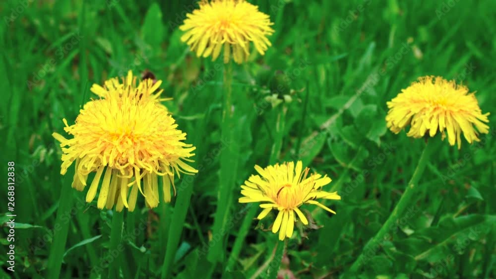 Yellow dandelions sway in the wind. Spring sunny day. Close-up Yellow dandelions sway in the wind. Spring sunny day. Close-up