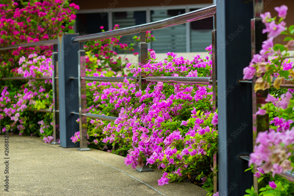 colorful blooming bougainvilleas in garden. colorful blooming bougainvilleas in garden.