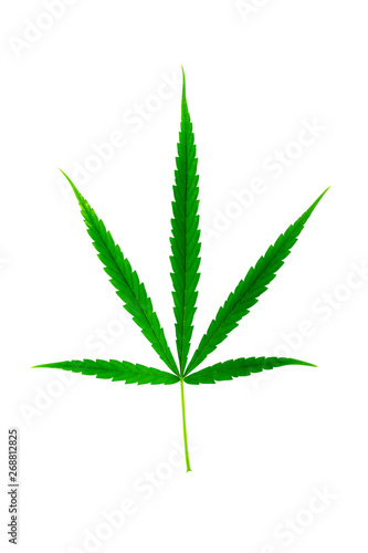 Marijuana leaves isolate on white background