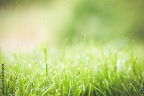 Fresh green grass summer background © 2207918
