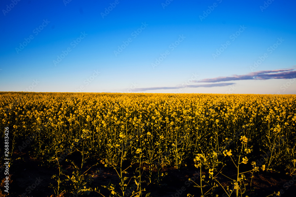 Yellow canola field in sunlight. Location rural place of Ukraine, Europe. Rapes flowers. Fresh seasonal background. Ecology concept. Beauty world.