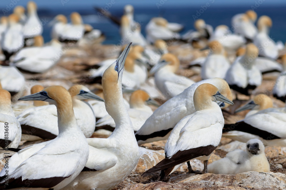 Obraz premium australasian gannet