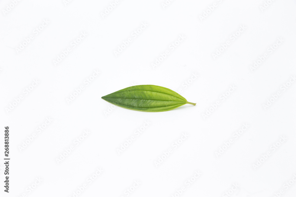 A green leaf is placed on a white background board. A green leaf is placed on a white background board.