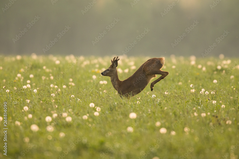 Roebuck - buck (Capreolus capreolus) Roe deer - goat Roebuck - buck (Capreolus capreolus) Roe deer - goat