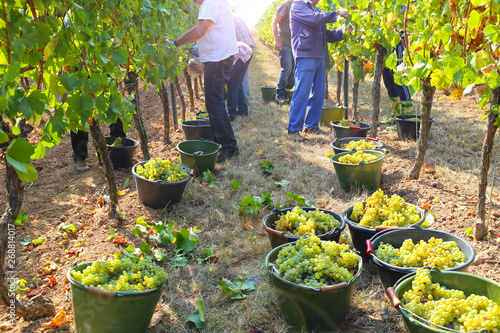 Grape harvest