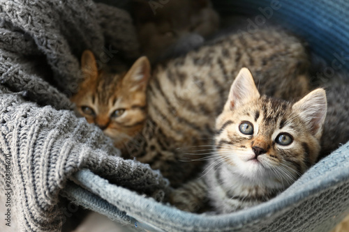Cute funny kittens in basket © Pixel-Shot