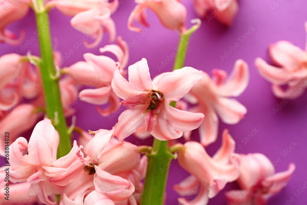 Beautiful hyacinth flowers on color background, closeup Beautiful hyacinth flowers on color background, closeup