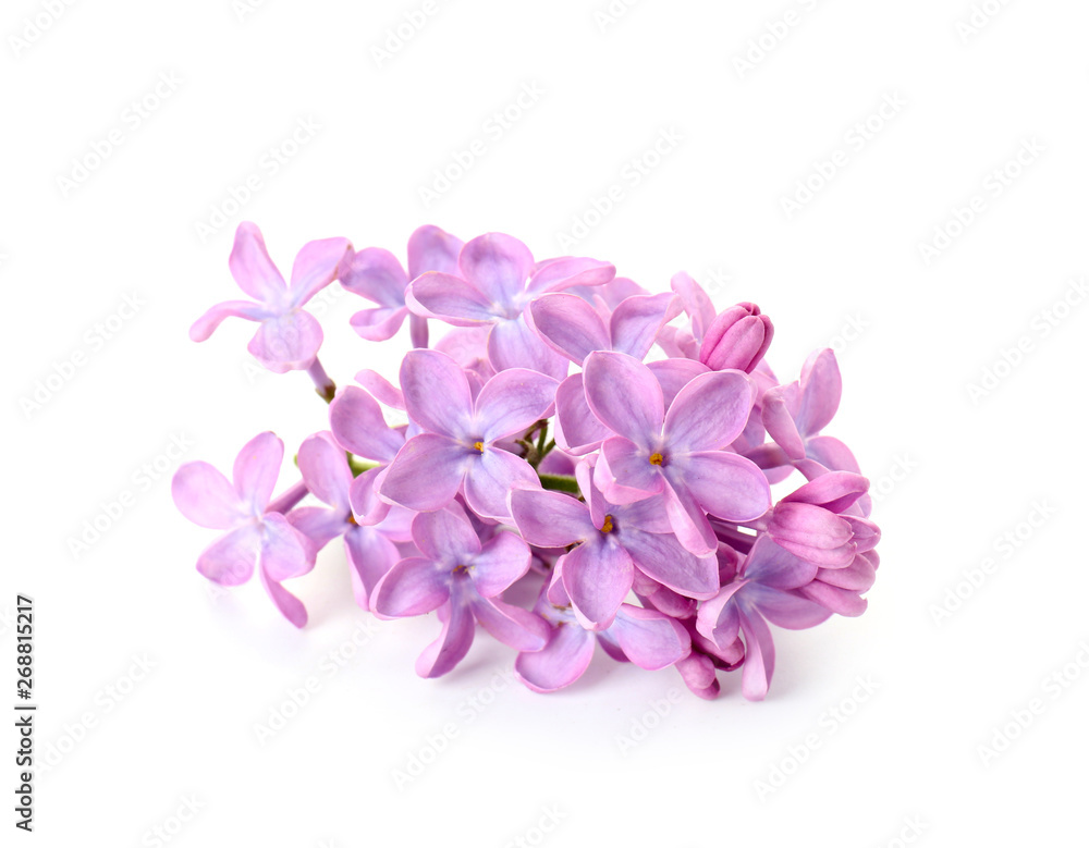 © Pixel-Shot - Beautiful lilac flowers on white background © Pixel-Shot - Beautiful lilac flowers on white background