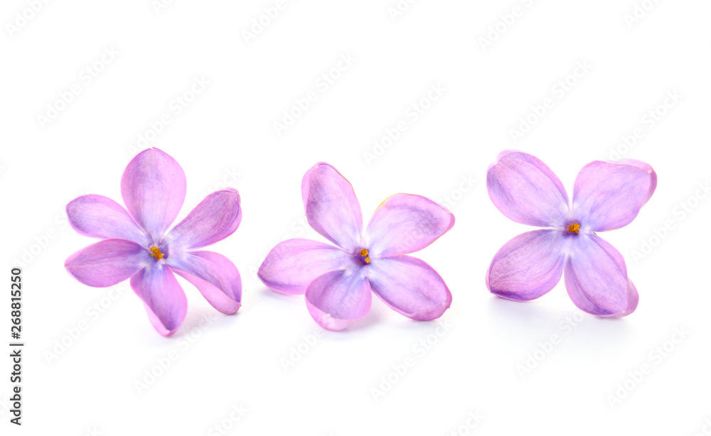 Beautiful lilac flowers on white background