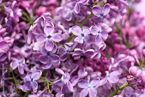 Beautiful lilac flowers, closeup