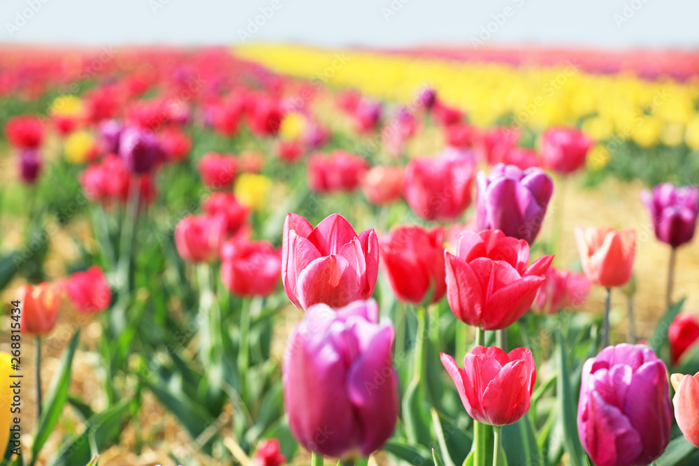 Beautiful blossoming tulips in countryside on spring day Beautiful blossoming tulips in countryside on spring day