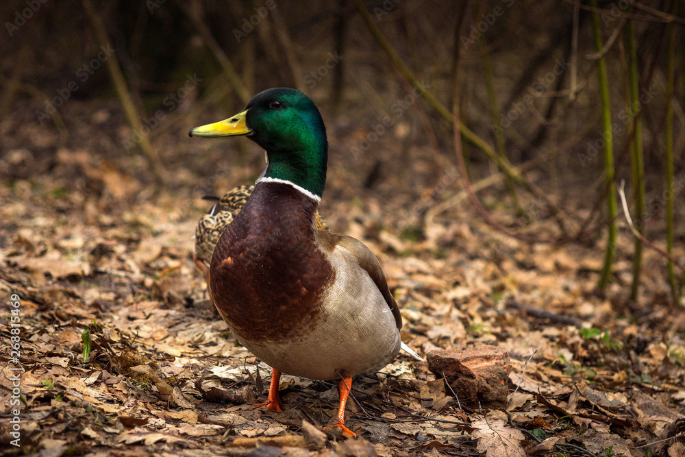 Bright and beautiful duck in the park Bright and beautiful duck in the park