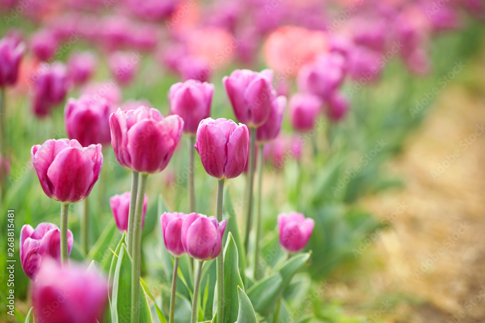 Beautiful blossoming tulips in countryside on spring day