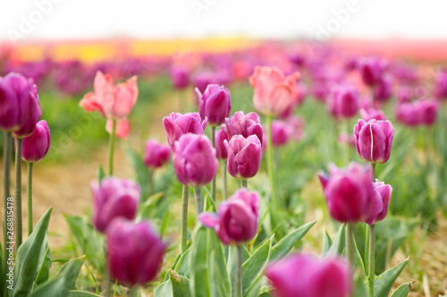 Beautiful blossoming tulips in countryside on spring day