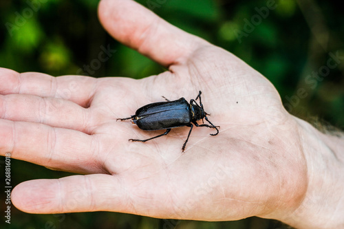 Fotografie Dicker großer schwarzer Käfer auf Handfläche