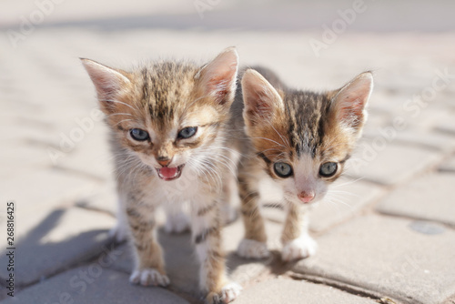Sticker Closeup of wild kitten in the street