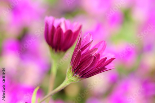 Lilac color macro flower with vibrant colors