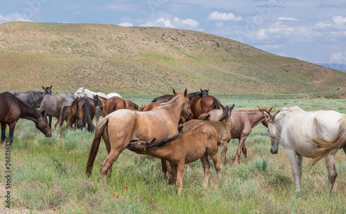 herd of horses grazing in the meadow