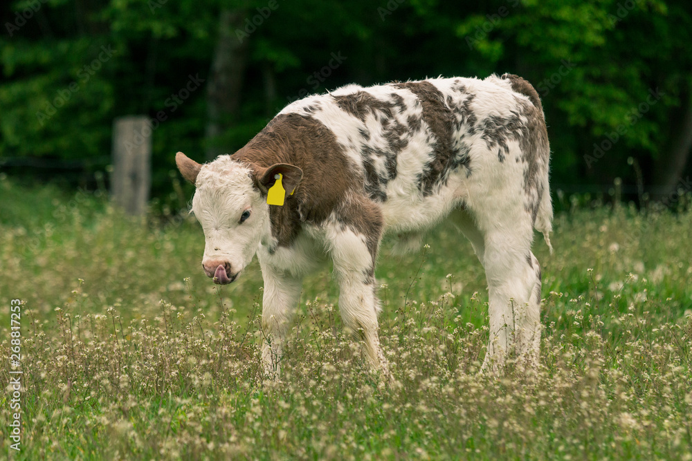 Obraz premium Kälbchen auf der Weide