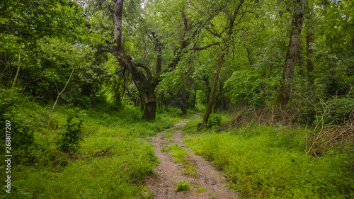 Trail in deep green forest background  Caucasus  Russia.