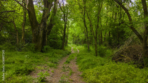 Rural trail through the deep green forest. Natural summer background.