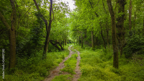 Nature green forest trees background, Caucasus, Russia.