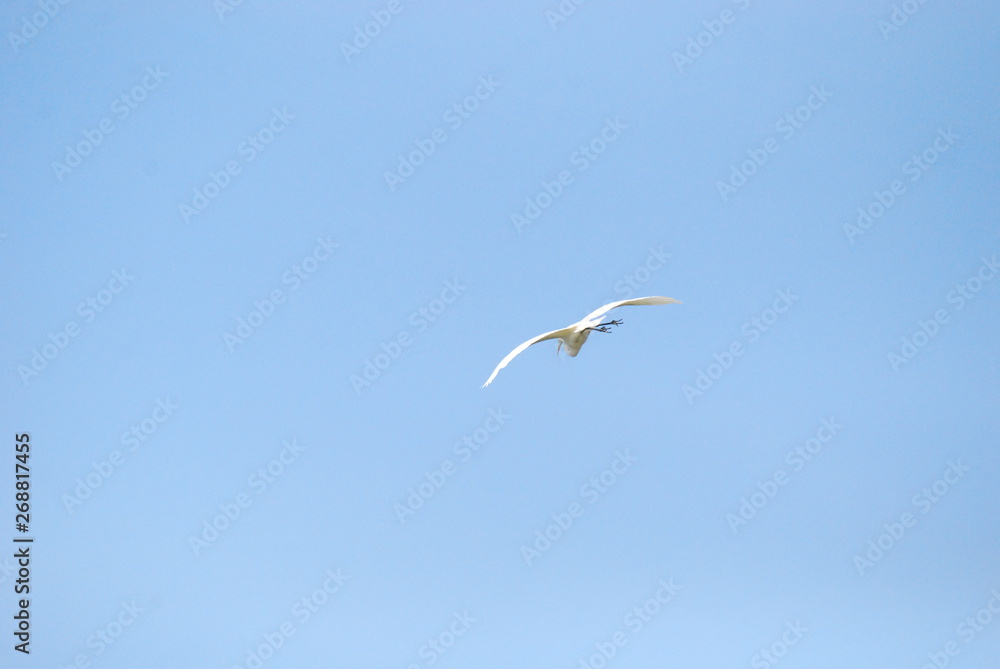 Obraz premium サギ