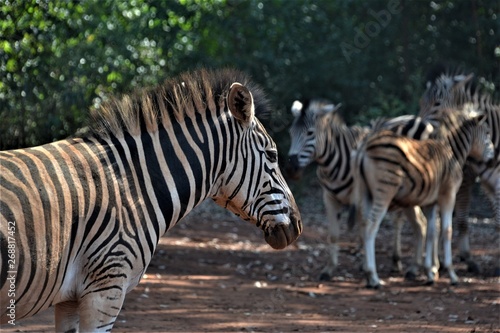 Zebras in wildlife © Henard