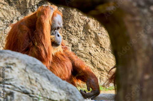 Meditating Orangutan