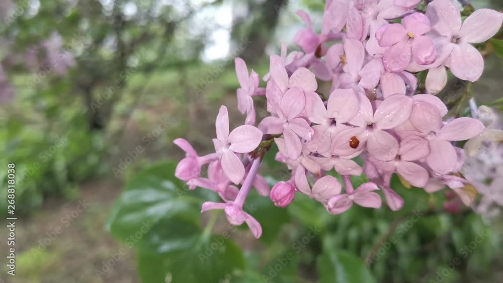 floral background with lilac branches. Beauty of nature. floral background with lilac branches. Beauty of nature.