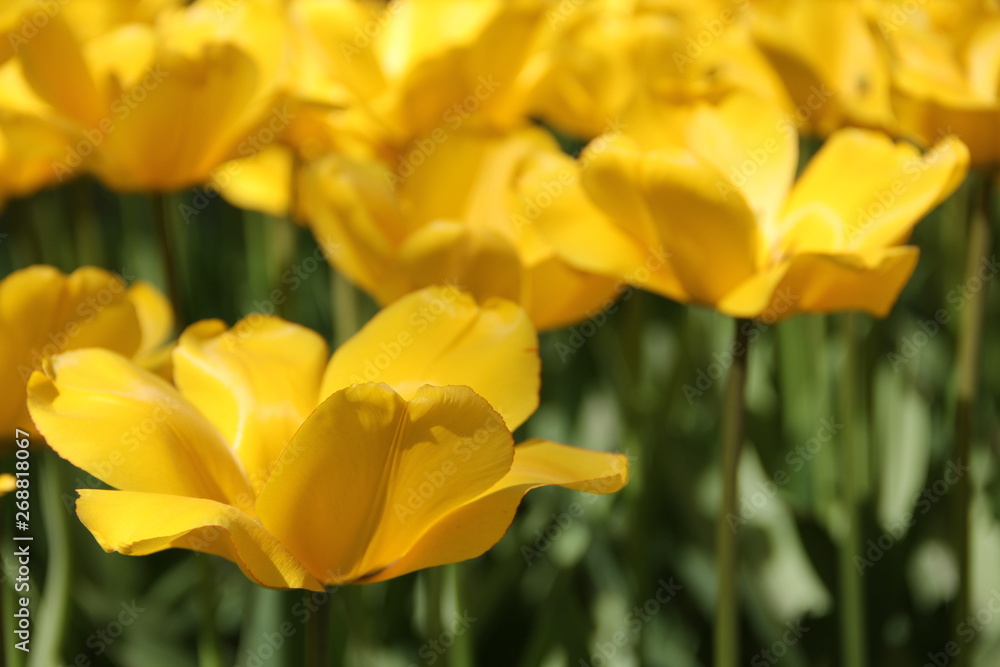A wild multycolored tulip flowers in a grass. Colors flower natural background A wild multycolored tulip flowers in a grass. Colors flower natural background