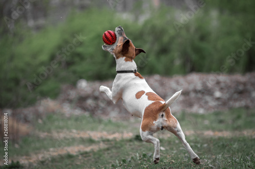 Fox terrier dog plays with a red ball, catches the ball in a jump