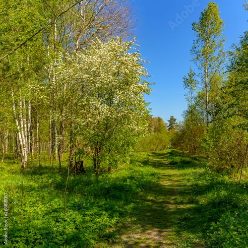 The Sablino nature reserve.