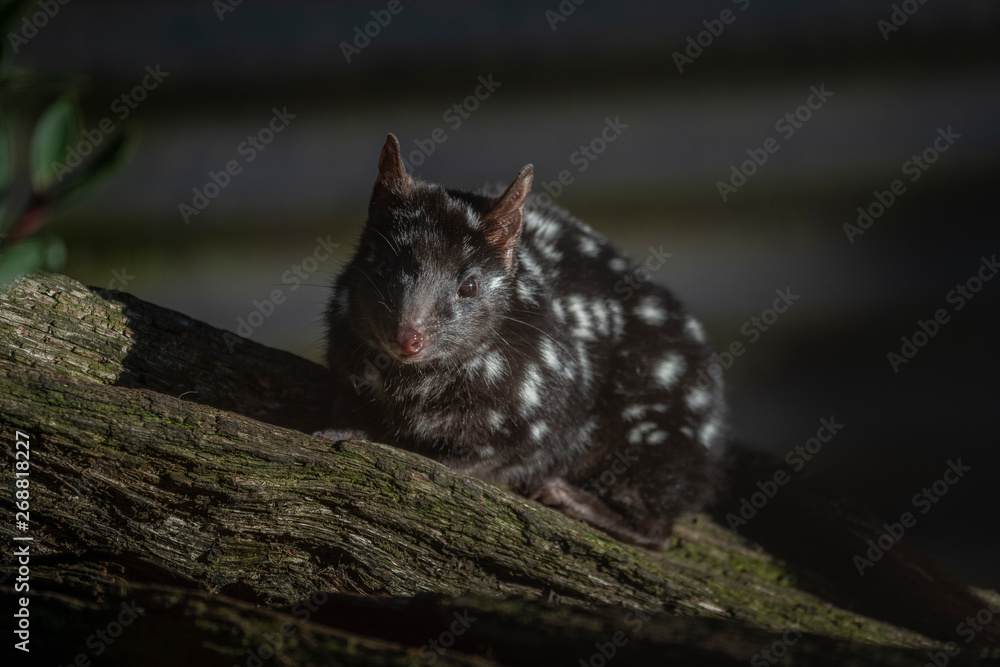 Sleepy Quoll, Tasmania Sleepy Quoll, Tasmania