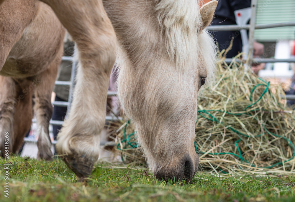 Fototapeta premium Horse. Head. Meadow. Eating. Grass. Pony