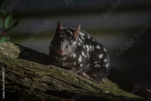 Sleepy Quoll, Tasmania photo