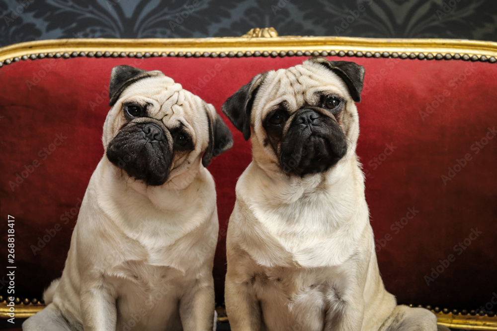 Hunderasse Mops Stock Photo Adobe Stock