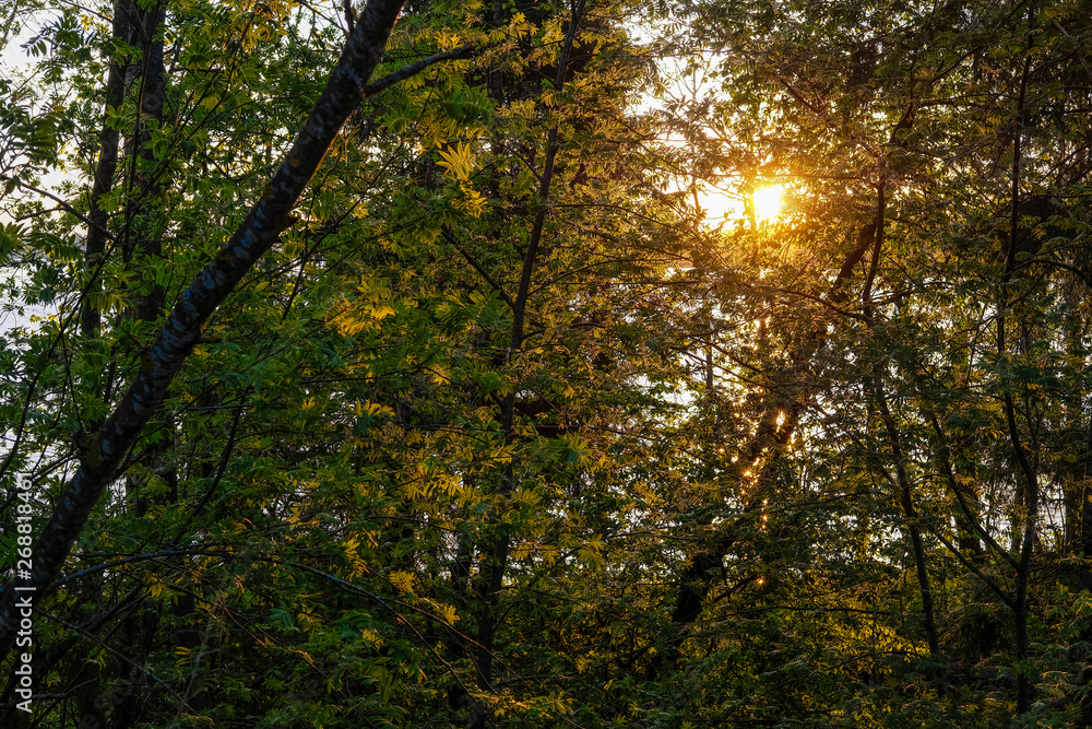 image of sunset over Valdai lake through tree branches image of sunset over Valdai lake through tree branches