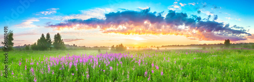  panorama rural landscape with sunrise and blossoming meadow