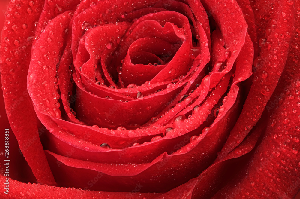 Blooming bud of red rose Blooming bud of red rose