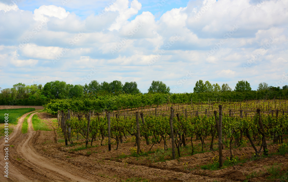 vineyard in provence serbia