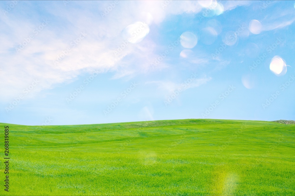 Fototapeta premium Field of green grass with white clouds
