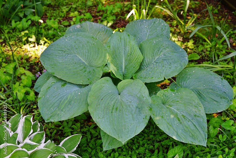Border of green hosta plants in the shade garden Border of green hosta plants in the shade garden