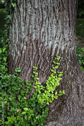 green ivy on the oak tree