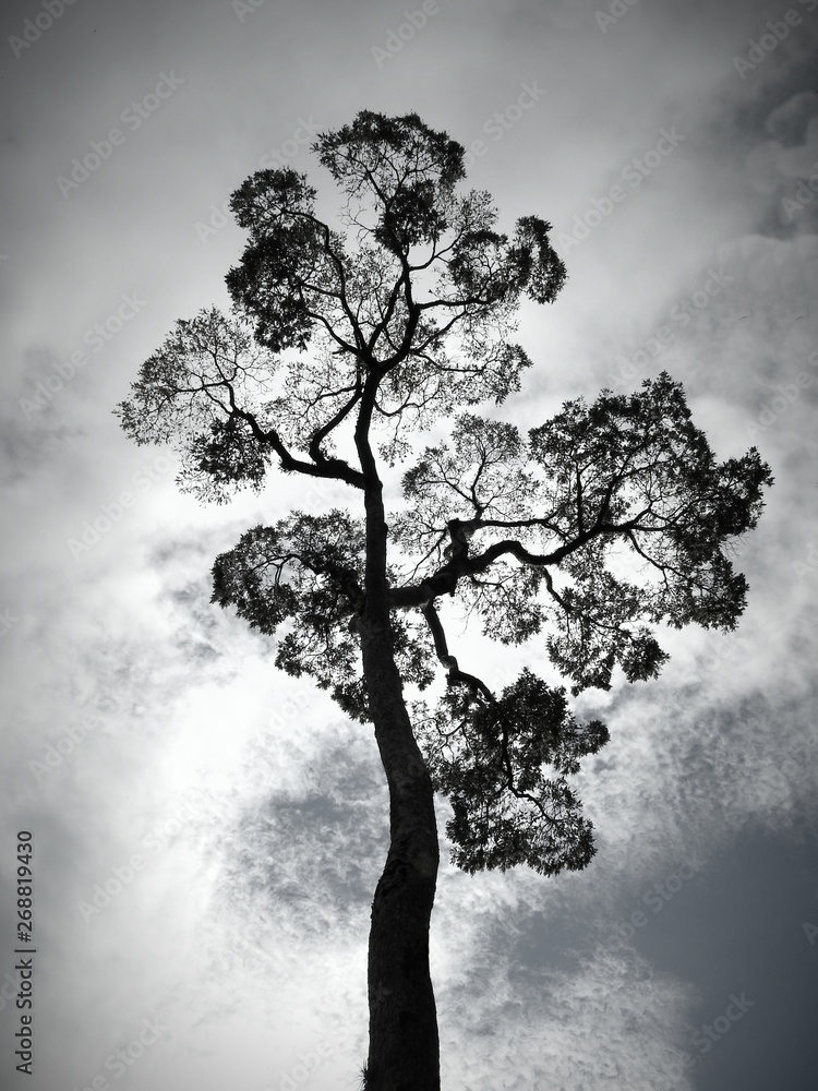 Black And White Lonely Tree