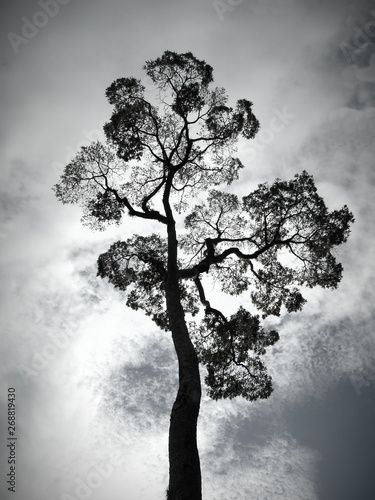 A lonely tree against a cloudy sky, viewed from below upwards. Black and white photo. Sadness and loneliness. Winter.